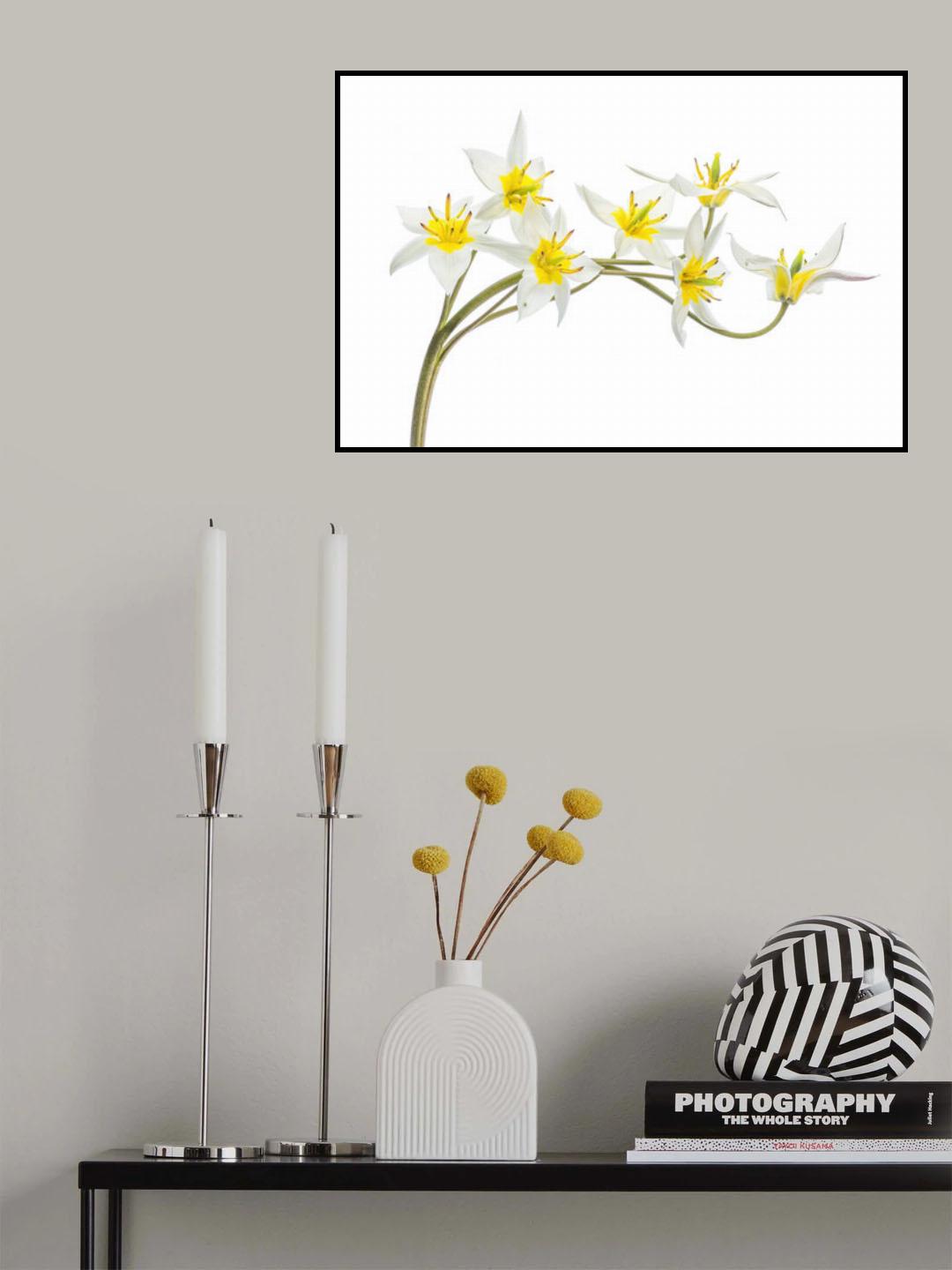 Tulipa Tarda Poster och Canvastavla