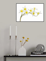 Tulipa Tarda Poster och Canvastavla