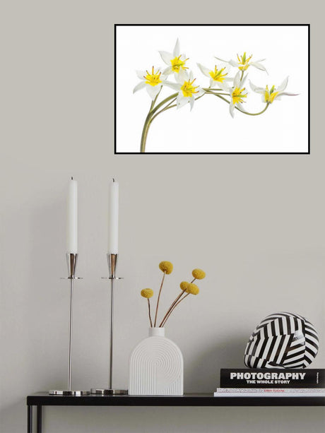 Tulipa Tarda Poster och Canvastavla