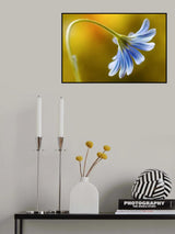 Cape Daisy Poster och Canvastavla