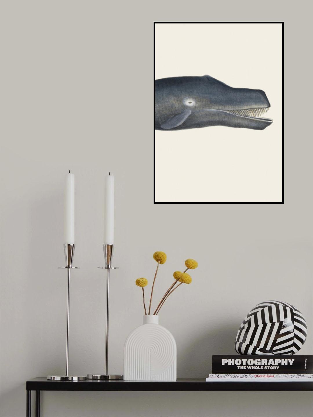 Whale I Tight Crop   Handcolored Sealife Lithograph 1824 Poster och Canvastavla