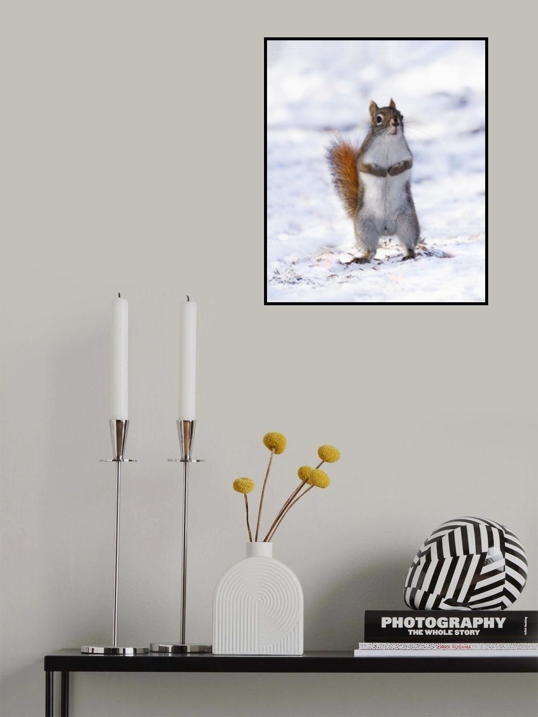 A curious red squirrel Poster och Canvastavla