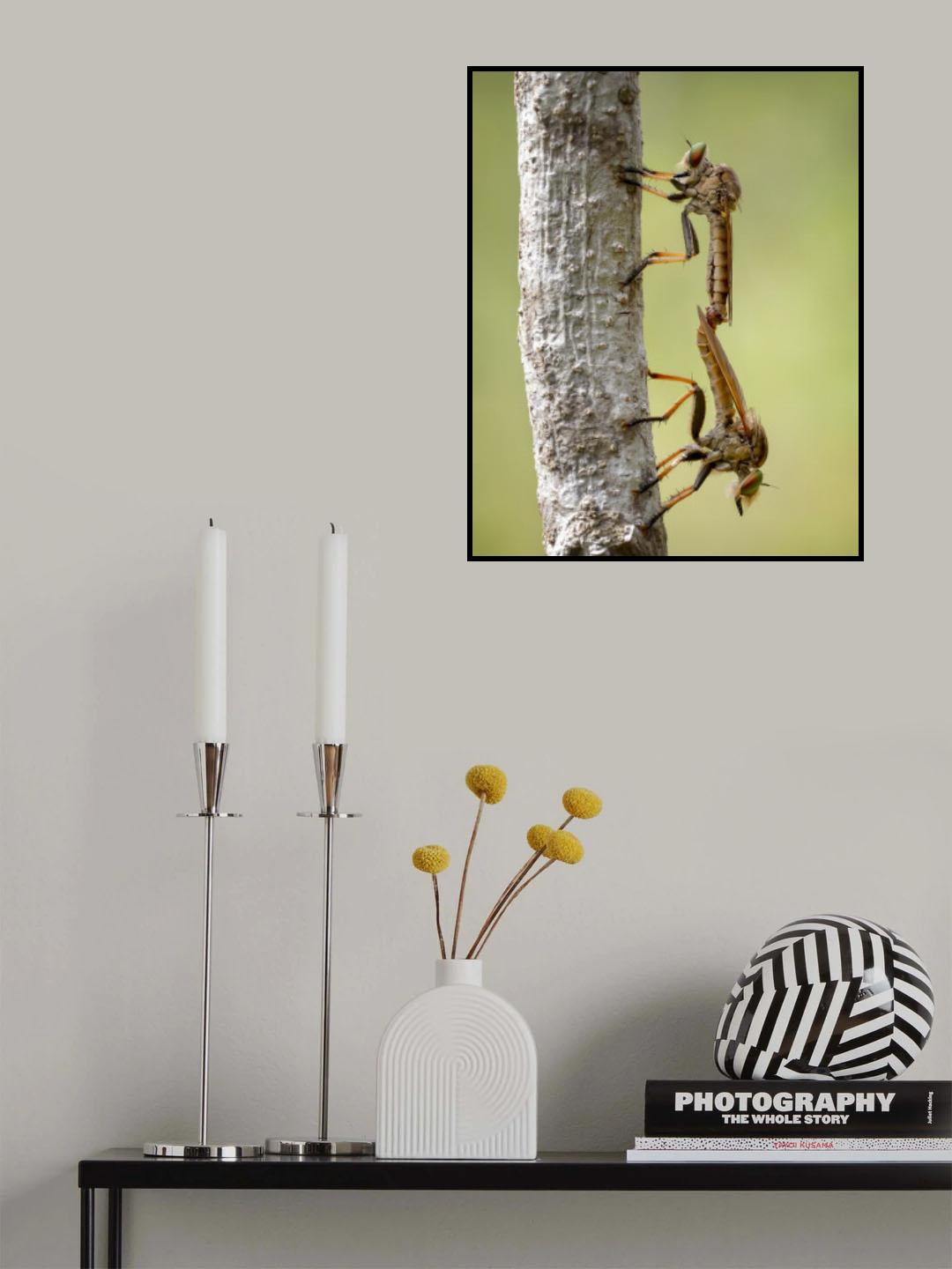 Bounded Asilidae Poster och Canvastavla