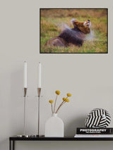 Scar Shake Poster och Canvastavla