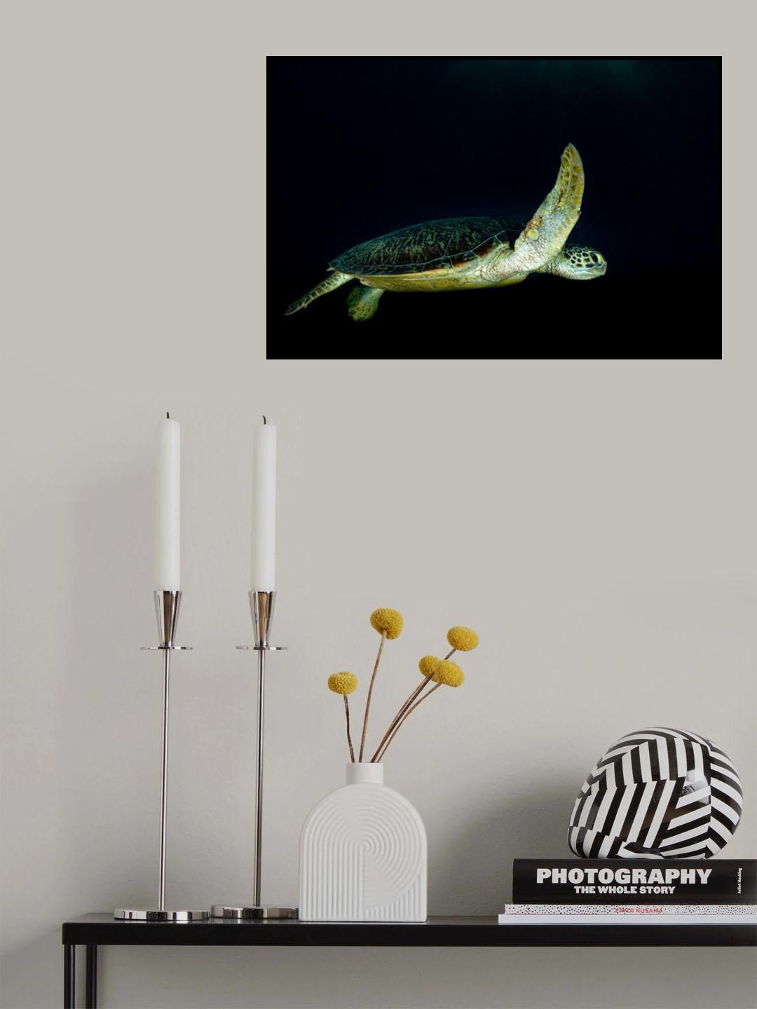 Green turtle Poster och Canvastavla