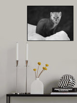 Pine Marten 3 Poster och Canvastavla