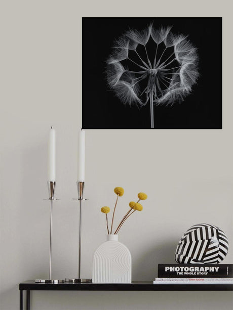 Salsify Poster och Canvastavla