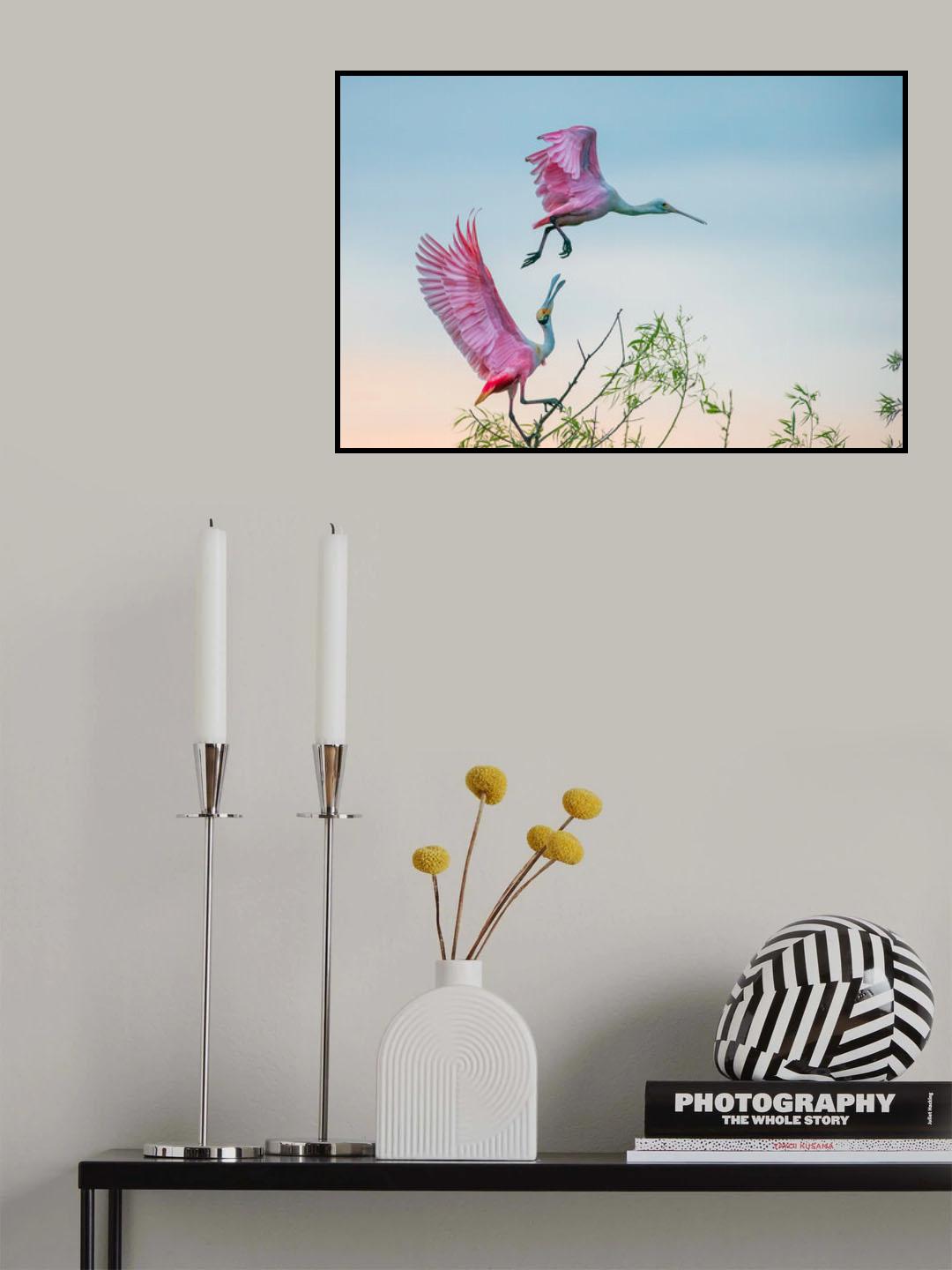 Rosy pair (Roseate Spoonbills) Poster och Canvastavla