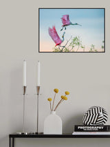 Rosy pair (Roseate Spoonbills) Poster och Canvastavla