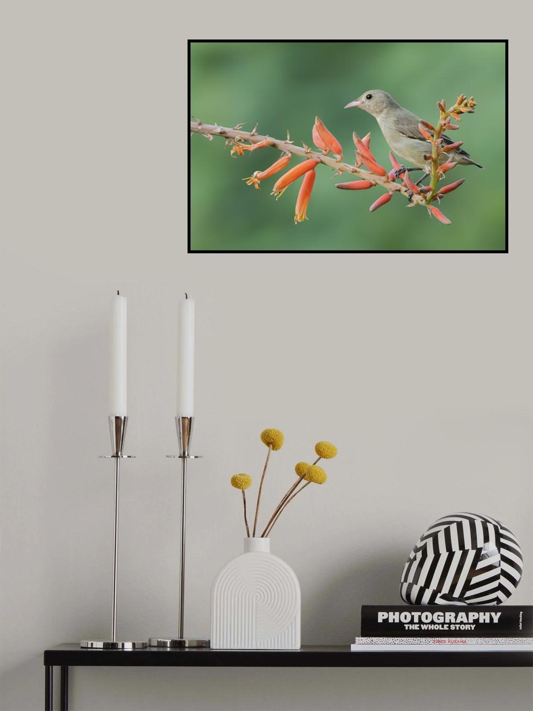 Flowepeacker Poster och Canvastavla