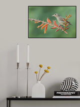 Flowepeacker Poster och Canvastavla