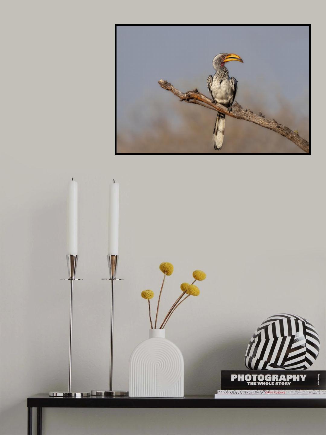 Southern Yellow-Billed Hornbill Poster och Canvastavla