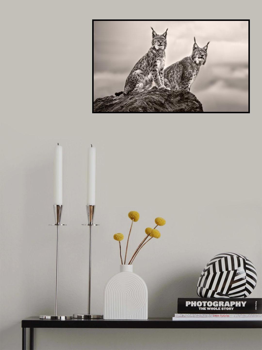 Two Lynx on rock Poster och Canvastavla