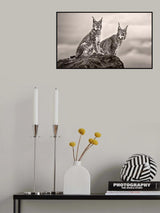 Two Lynx on rock Poster och Canvastavla
