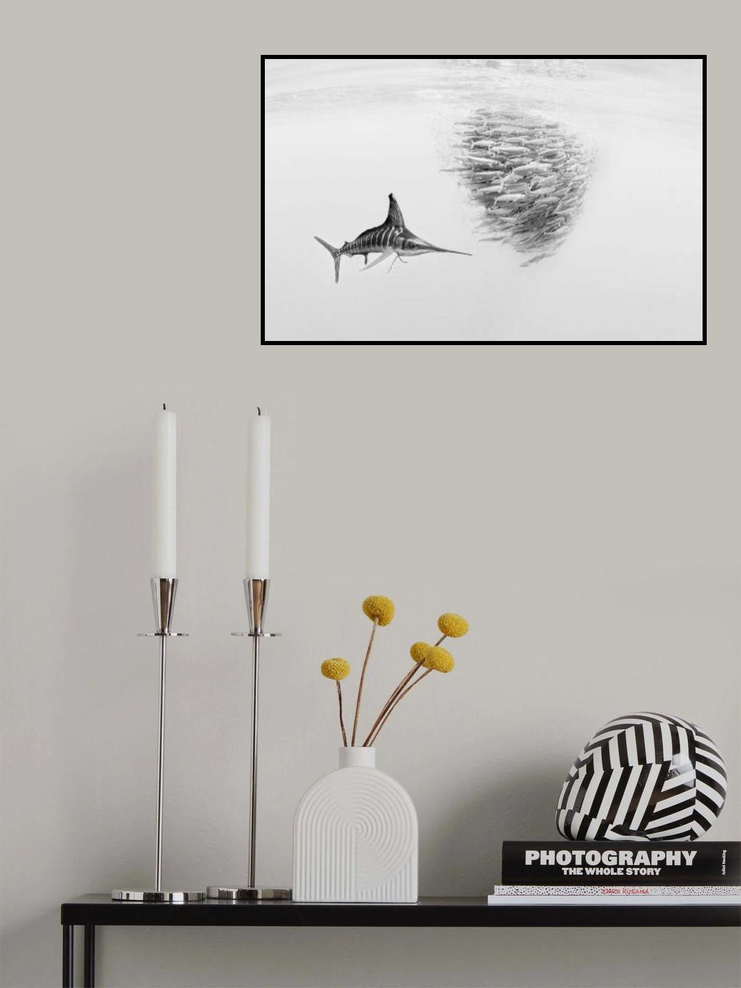 Marlin after Baitball Poster och Canvastavla