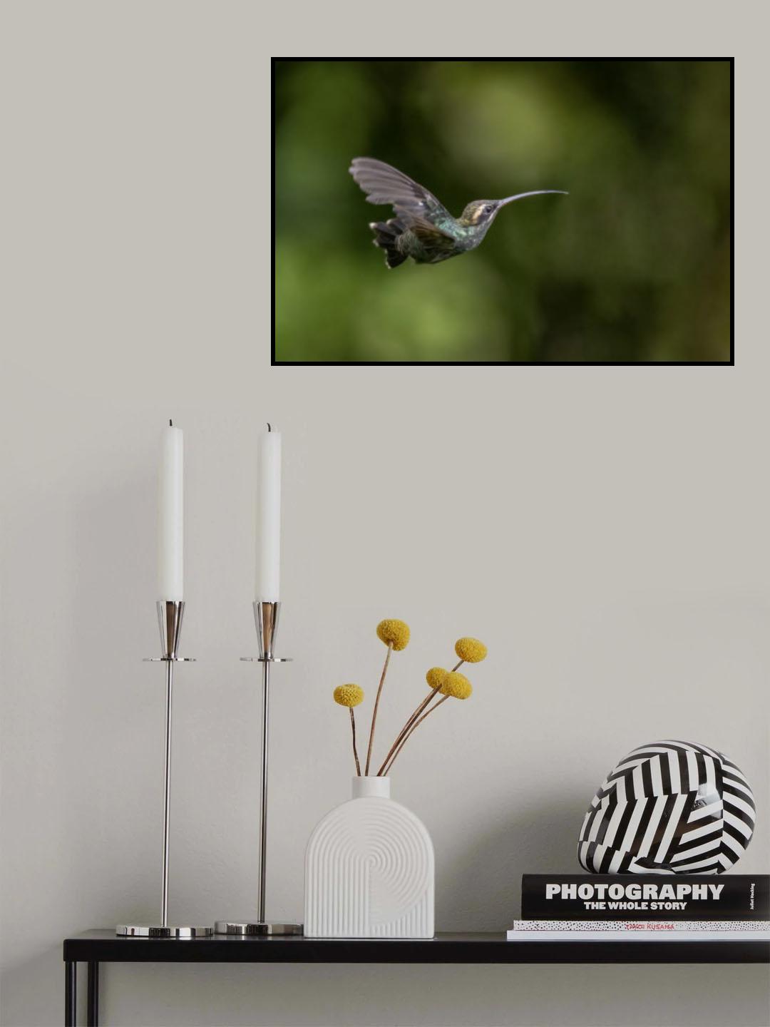 White_Whiskered Hermit Hummingbird Poster och Canvastavla