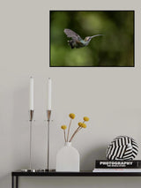 White_Whiskered Hermit Hummingbird Poster och Canvastavla