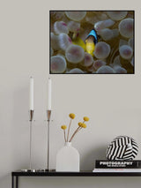Hide and seak Poster och Canvastavla