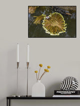 Harvesting national flower Poster och Canvastavla