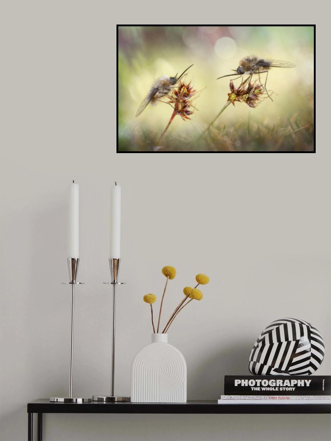 Bombylius Poster och Canvastavla