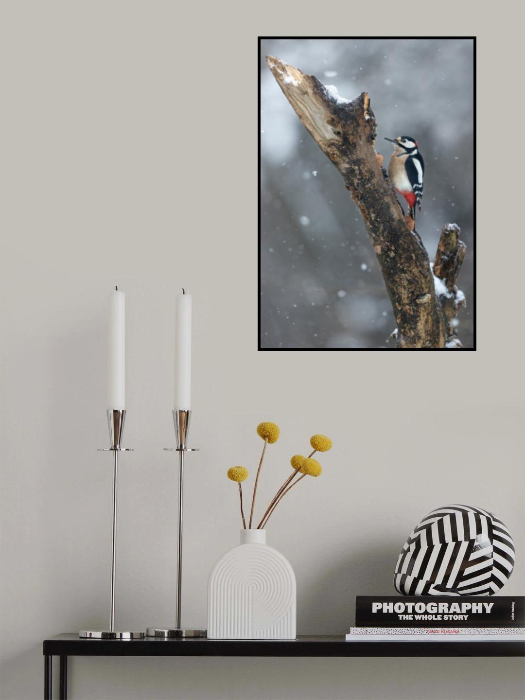 Picchio nella tormenta Poster och Canvastavla