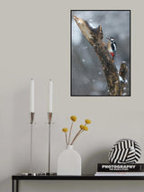 Picchio nella tormenta Poster och Canvastavla