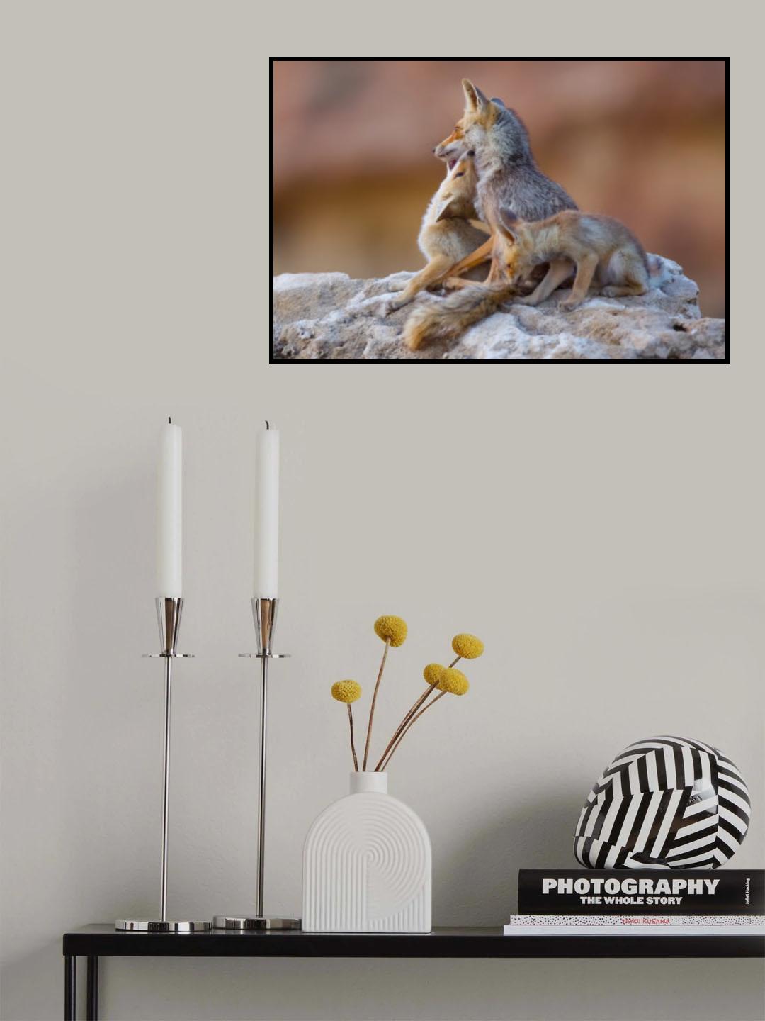 Fox family Poster och Canvastavla