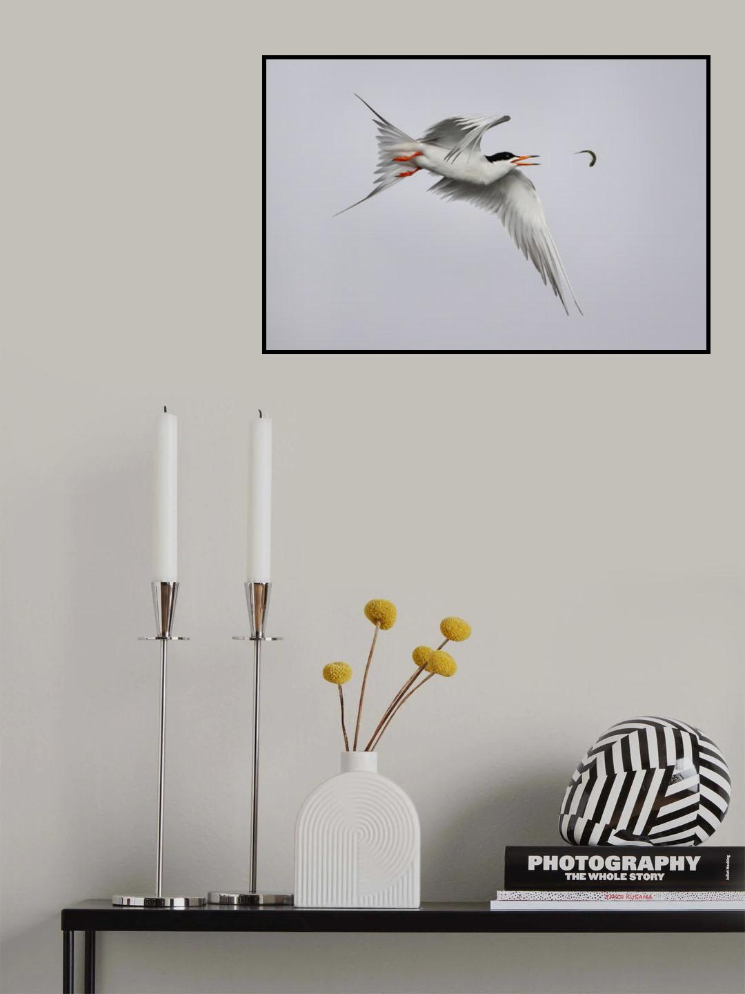 Tern play with fish Poster och Canvastavla