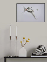 Tern play with fish Poster och Canvastavla