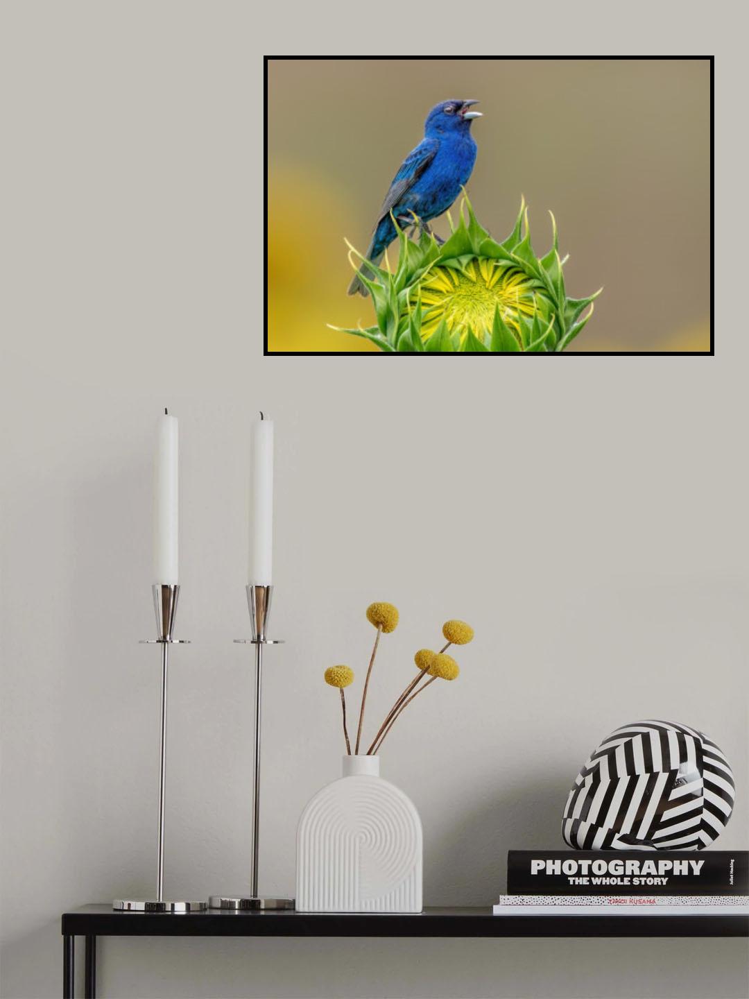 Indigo bunting and sunflower Poster och Canvastavla