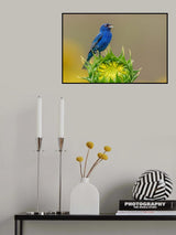 Indigo bunting and sunflower Poster och Canvastavla