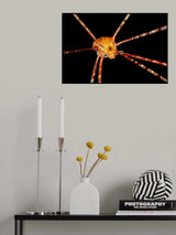 Spider squat lobster Poster och Canvastavla