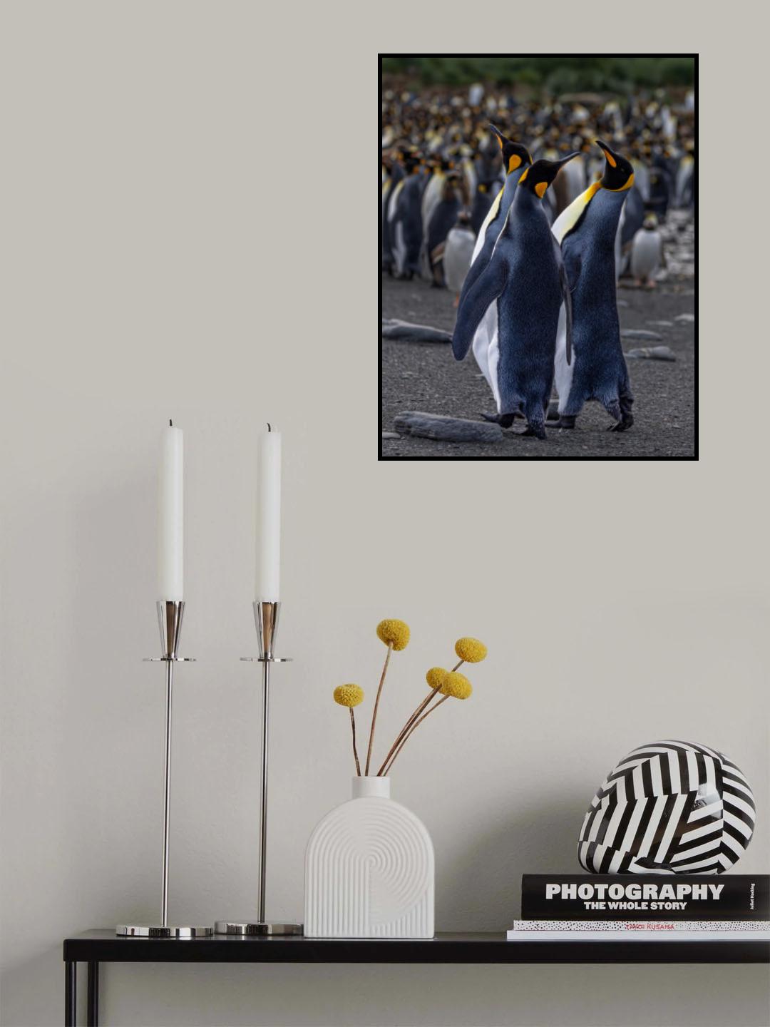A Trio of Tuxedoed Penguins Poster och Canvastavla