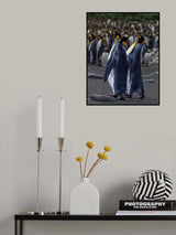 A Trio of Tuxedoed Penguins Poster och Canvastavla
