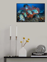 Painted sweetlips Poster och Canvastavla