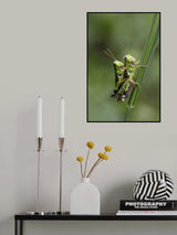 love bugs Poster och Canvastavla