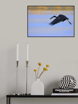 Openbill stork Poster och Canvastavla