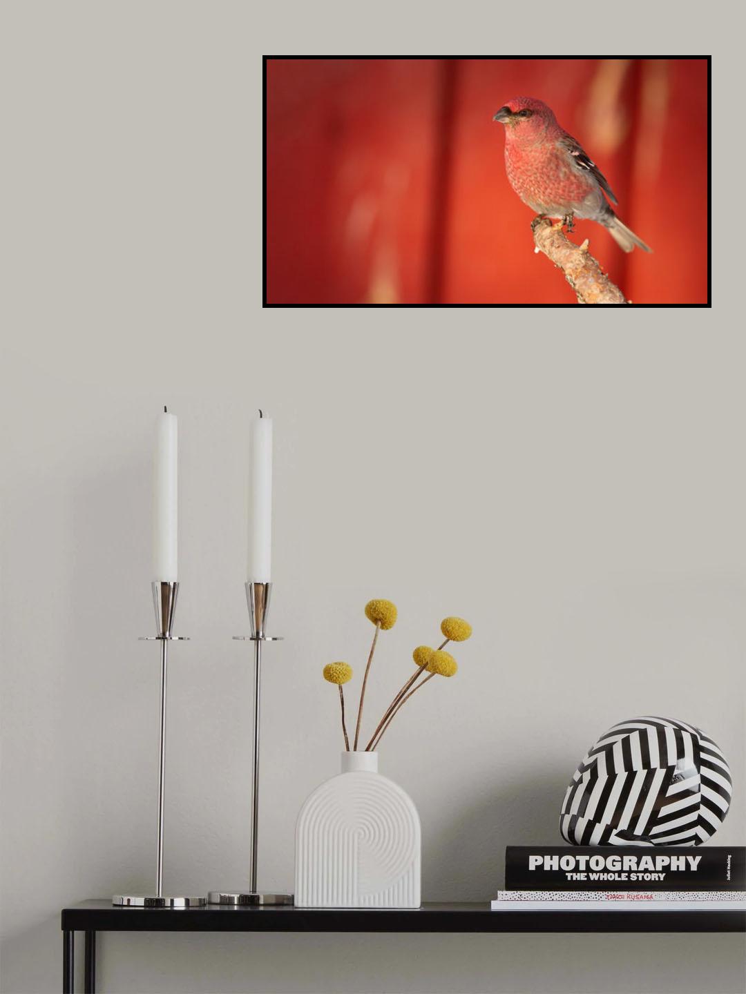 Pine grosbeak Poster och Canvastavla