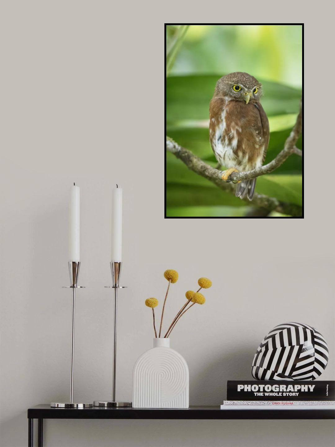 Quiet owl Poster och Canvastavla