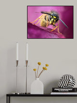 Wasp Poster och Canvastavla