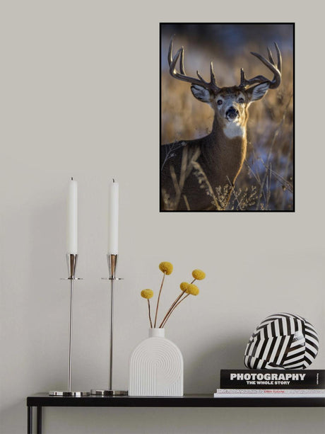 White-tailed deer Poster och Canvastavla
