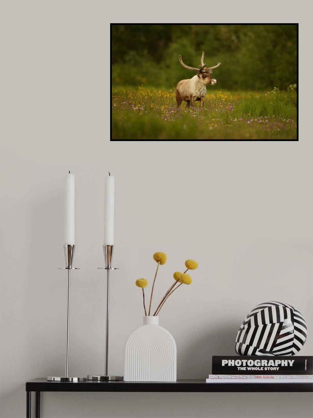 Caribou in grass land Poster och Canvastavla