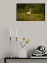 Caribou in grass land Poster och Canvastavla