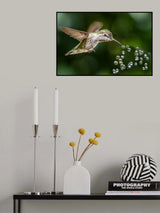 hummingbird play beads Poster och Canvastavla