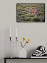Careful Pose Poster och Canvastavla