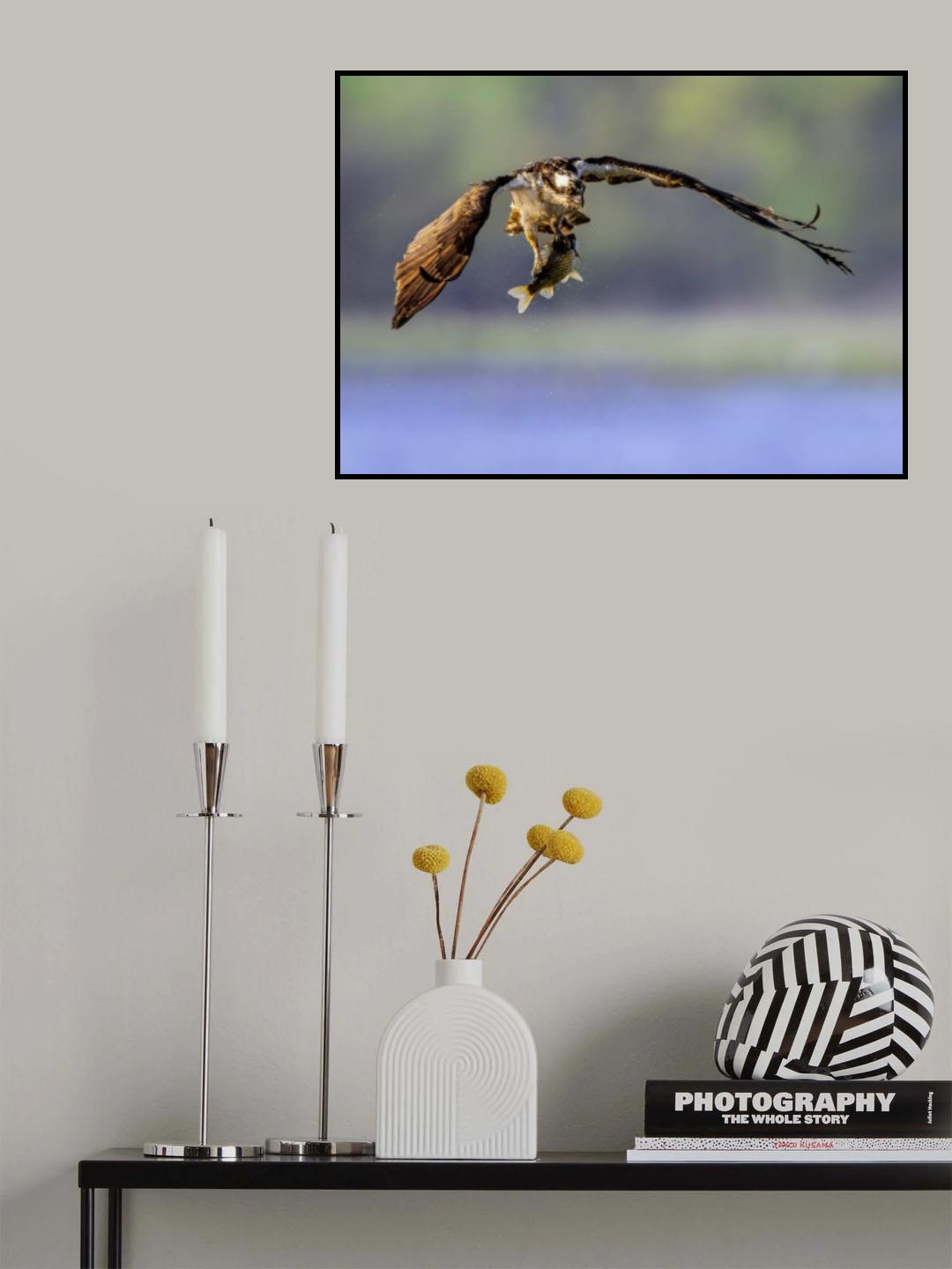 The osprey with its prey Poster och Canvastavla