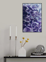 Pure Hydrangea Poster och Canvastavla