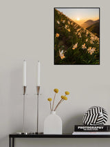 Daffodils Poster och Canvastavla