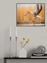 Moon Walk Poster och Canvastavla