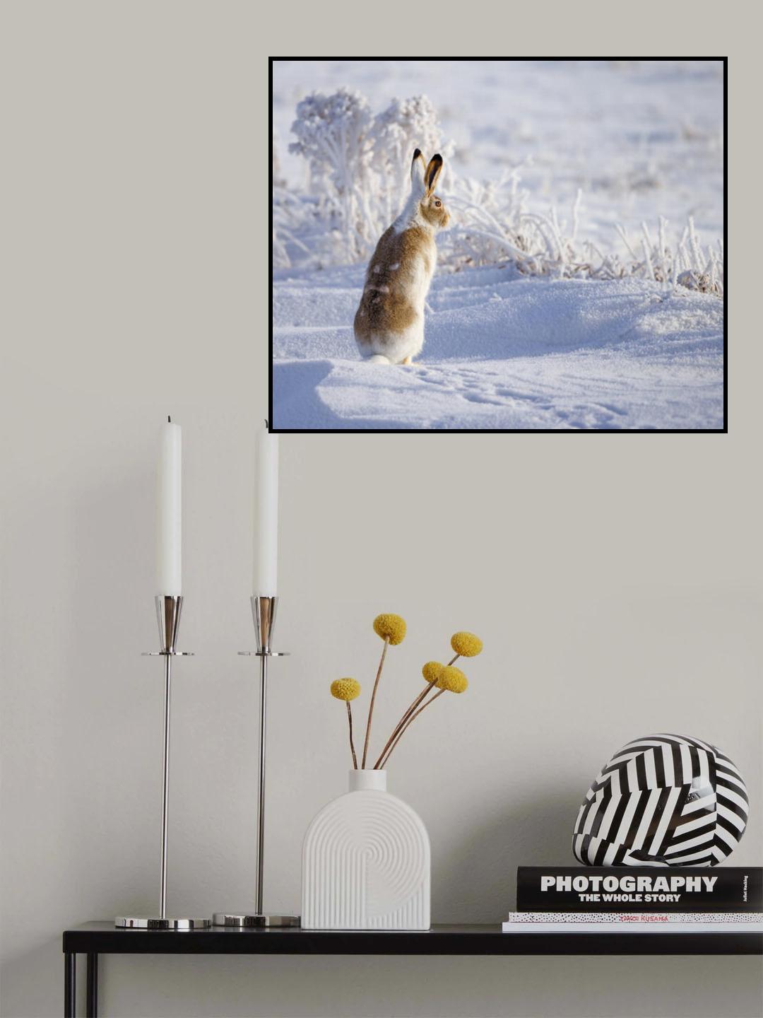 White-tailed jackrabbit Poster och Canvastavla